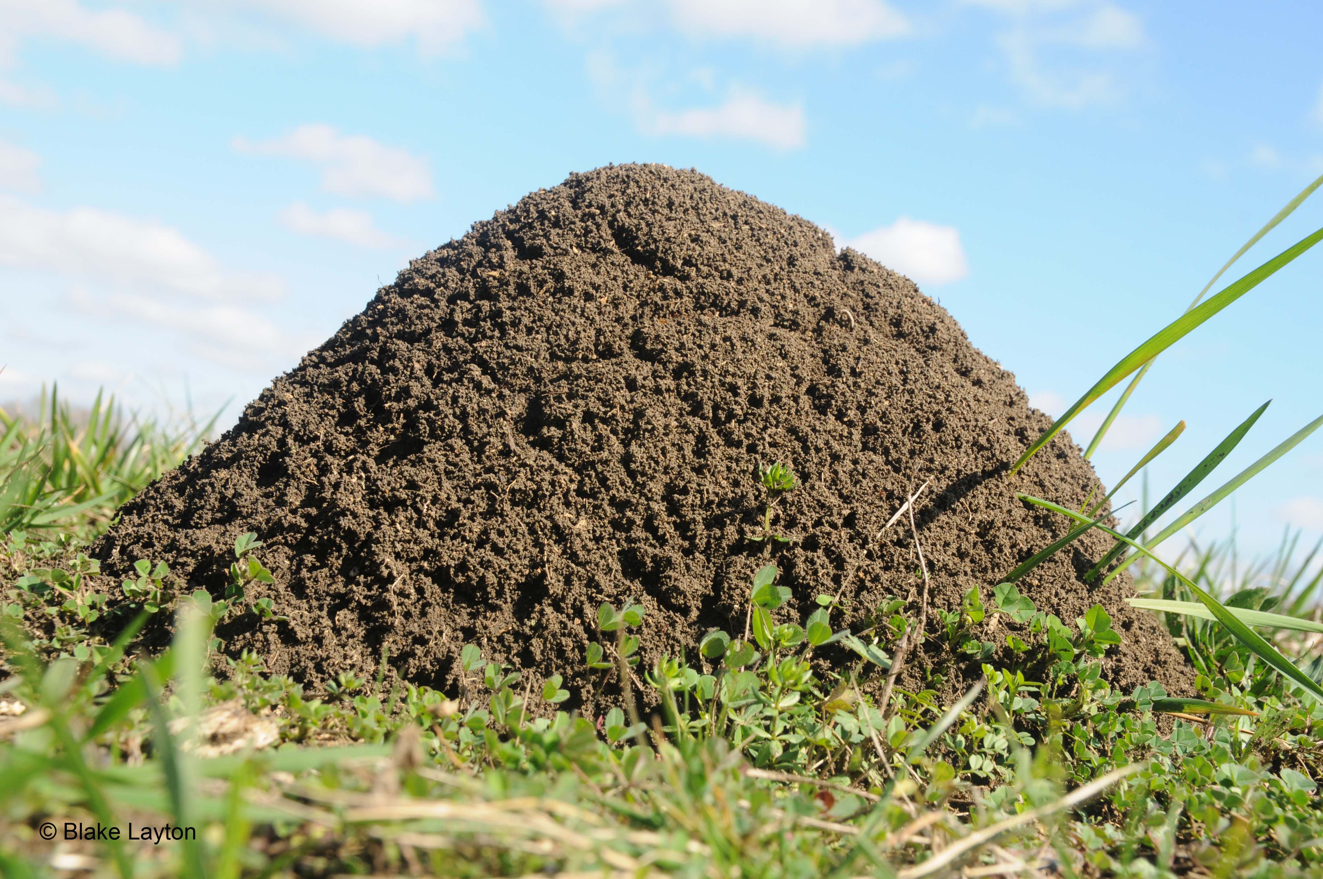 a large fire ant mound